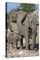 Elephants (Loxodonta Africana), Etosha National Park, Namibia, Africa-Ann and Steve Toon-Stretched Canvas