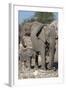 Elephants (Loxodonta Africana), Etosha National Park, Namibia, Africa-Ann and Steve Toon-Framed Photographic Print