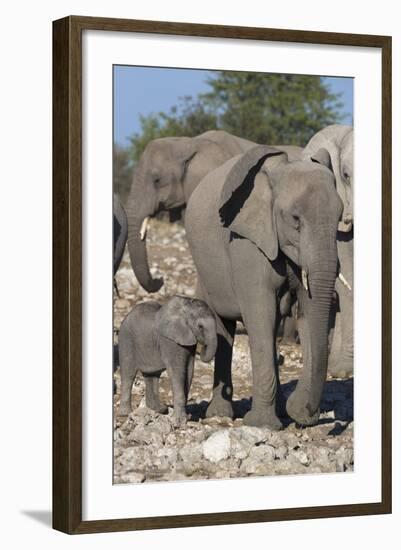 Elephants (Loxodonta Africana), Etosha National Park, Namibia, Africa-Ann and Steve Toon-Framed Photographic Print