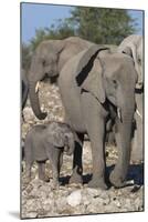 Elephants (Loxodonta Africana), Etosha National Park, Namibia, Africa-Ann and Steve Toon-Mounted Photographic Print