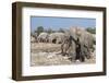 Elephants (Loxodonta Africana), Etosha National Park, Namibia, Africa-Ann and Steve Toon-Framed Photographic Print