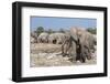 Elephants (Loxodonta Africana), Etosha National Park, Namibia, Africa-Ann and Steve Toon-Framed Photographic Print