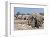 Elephants (Loxodonta Africana), Etosha National Park, Namibia, Africa-Ann and Steve Toon-Framed Photographic Print