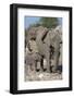 Elephants (Loxodonta Africana), Etosha National Park, Namibia, Africa-Ann and Steve Toon-Framed Photographic Print