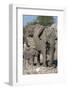 Elephants (Loxodonta Africana), Etosha National Park, Namibia, Africa-Ann and Steve Toon-Framed Photographic Print