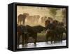 Elephants (Loxodonta Africana), Lualenyi Game Reserve, Kenya, East Africa, Africa-Sergio Pitamitz-Framed Stretched Canvas