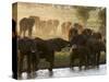 Elephants (Loxodonta Africana), Lualenyi Game Reserve, Kenya, East Africa, Africa-Sergio Pitamitz-Stretched Canvas