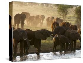 Elephants (Loxodonta Africana), Lualenyi Game Reserve, Kenya, East Africa, Africa-Sergio Pitamitz-Stretched Canvas