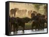 Elephants (Loxodonta Africana), Lualenyi Game Reserve, Kenya, East Africa, Africa-Sergio Pitamitz-Framed Stretched Canvas