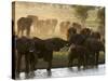 Elephants (Loxodonta Africana), Lualenyi Game Reserve, Kenya, East Africa, Africa-Sergio Pitamitz-Stretched Canvas