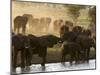 Elephants (Loxodonta Africana), Lualenyi Game Reserve, Kenya, East Africa, Africa-Sergio Pitamitz-Mounted Premium Photographic Print