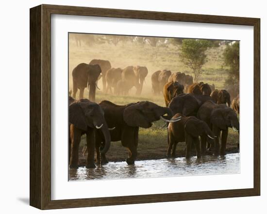 Elephants (Loxodonta Africana), Lualenyi Game Reserve, Kenya, East Africa, Africa-Sergio Pitamitz-Framed Photographic Print