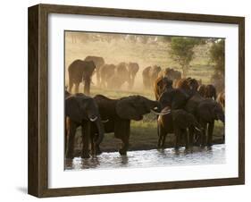 Elephants (Loxodonta Africana), Lualenyi Game Reserve, Kenya, East Africa, Africa-Sergio Pitamitz-Framed Photographic Print