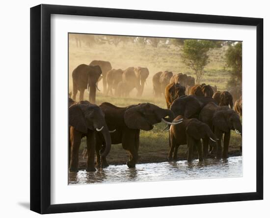 Elephants (Loxodonta Africana), Lualenyi Game Reserve, Kenya, East Africa, Africa-Sergio Pitamitz-Framed Photographic Print