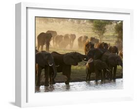 Elephants (Loxodonta Africana), Lualenyi Game Reserve, Kenya, East Africa, Africa-Sergio Pitamitz-Framed Photographic Print