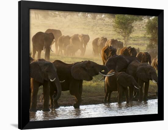 Elephants (Loxodonta Africana), Lualenyi Game Reserve, Kenya, East Africa, Africa-Sergio Pitamitz-Framed Photographic Print