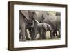 Elephants (Loxodonta Africana), Masai Mara National Reserve, Kenya, East Africa, Africa-Ann and Steve Toon-Framed Photographic Print