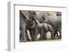 Elephants (Loxodonta Africana), Masai Mara National Reserve, Kenya, East Africa, Africa-Ann and Steve Toon-Framed Photographic Print