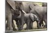 Elephants (Loxodonta Africana), Masai Mara National Reserve, Kenya, East Africa, Africa-Ann and Steve Toon-Mounted Photographic Print