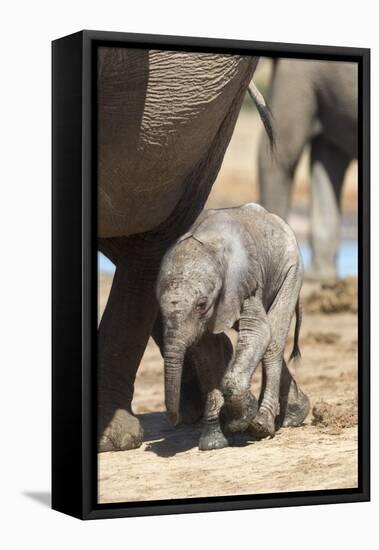 Elephants (Loxodonta Africana) New-Born, Addo Elephant National Park, South Africa, Africa-Ann and Steve Toon-Framed Stretched Canvas