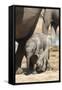 Elephants (Loxodonta Africana) New-Born, Addo Elephant National Park, South Africa, Africa-Ann and Steve Toon-Framed Stretched Canvas