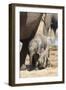 Elephants (Loxodonta Africana) New-Born, Addo Elephant National Park, South Africa, Africa-Ann and Steve Toon-Framed Photographic Print