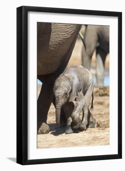 Elephants (Loxodonta Africana) New-Born, Addo Elephant National Park, South Africa, Africa-Ann and Steve Toon-Framed Photographic Print