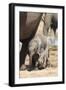 Elephants (Loxodonta Africana) New-Born, Addo Elephant National Park, South Africa, Africa-Ann and Steve Toon-Framed Photographic Print