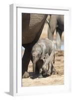 Elephants (Loxodonta Africana) New-Born, Addo Elephant National Park, South Africa, Africa-Ann and Steve Toon-Framed Photographic Print