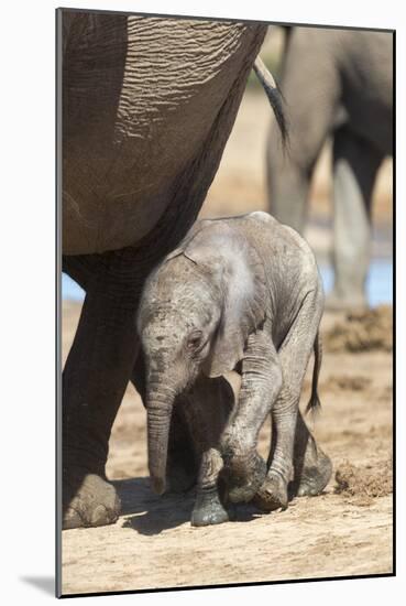 Elephants (Loxodonta Africana) New-Born, Addo Elephant National Park, South Africa, Africa-Ann and Steve Toon-Mounted Photographic Print