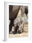 Elephants (Loxodonta Africana) New-Born, Addo Elephant National Park, South Africa, Africa-Ann and Steve Toon-Framed Photographic Print