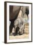 Elephants (Loxodonta Africana) New-Born, Addo Elephant National Park, South Africa, Africa-Ann and Steve Toon-Framed Photographic Print