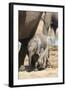 Elephants (Loxodonta Africana) New-Born, Addo Elephant National Park, South Africa, Africa-Ann and Steve Toon-Framed Photographic Print