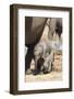 Elephants (Loxodonta Africana) New-Born, Addo Elephant National Park, South Africa, Africa-Ann and Steve Toon-Framed Photographic Print