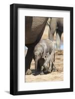 Elephants (Loxodonta Africana) New-Born, Addo Elephant National Park, South Africa, Africa-Ann and Steve Toon-Framed Photographic Print