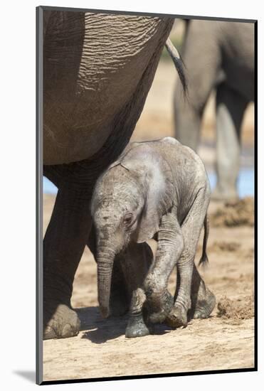 Elephants (Loxodonta Africana) New-Born, Addo Elephant National Park, South Africa, Africa-Ann and Steve Toon-Mounted Photographic Print