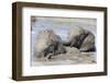 Elephants (Loxodonta Africana) Playing in Water, Addo Elephant National Park, South Africa, Africa-Ann and Steve Toon-Framed Photographic Print