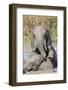 Elephants (Loxodonta Africana) Playing in Water, Addo Elephant National Park, South Africa, Africa-Ann and Steve Toon-Framed Photographic Print