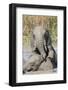 Elephants (Loxodonta Africana) Playing in Water, Addo Elephant National Park, South Africa, Africa-Ann and Steve Toon-Framed Photographic Print