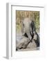 Elephants (Loxodonta Africana) Playing in Water, Addo Elephant National Park, South Africa, Africa-Ann and Steve Toon-Framed Photographic Print