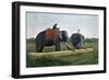 Elephants Moving a Log, Ceylon, C1890-Gillot-Framed Premium Giclee Print