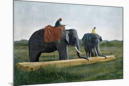 Elephants Moving a Log, Ceylon, C1890-Gillot-Mounted Giclee Print