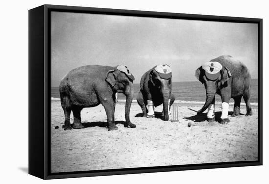 Elephants Play Beach Cricket-null-Framed Stretched Canvas