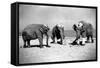 Elephants Play Beach Cricket-null-Framed Stretched Canvas