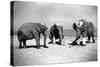 Elephants Play Beach Cricket-null-Stretched Canvas