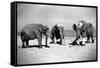 Elephants Play Beach Cricket-null-Framed Stretched Canvas