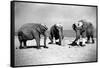 Elephants Play Beach Cricket-null-Framed Stretched Canvas