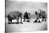 Elephants Play Beach Cricket-null-Stretched Canvas
