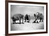 Elephants Play Beach Cricket-null-Framed Photographic Print