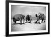 Elephants Play Beach Cricket-null-Framed Photographic Print